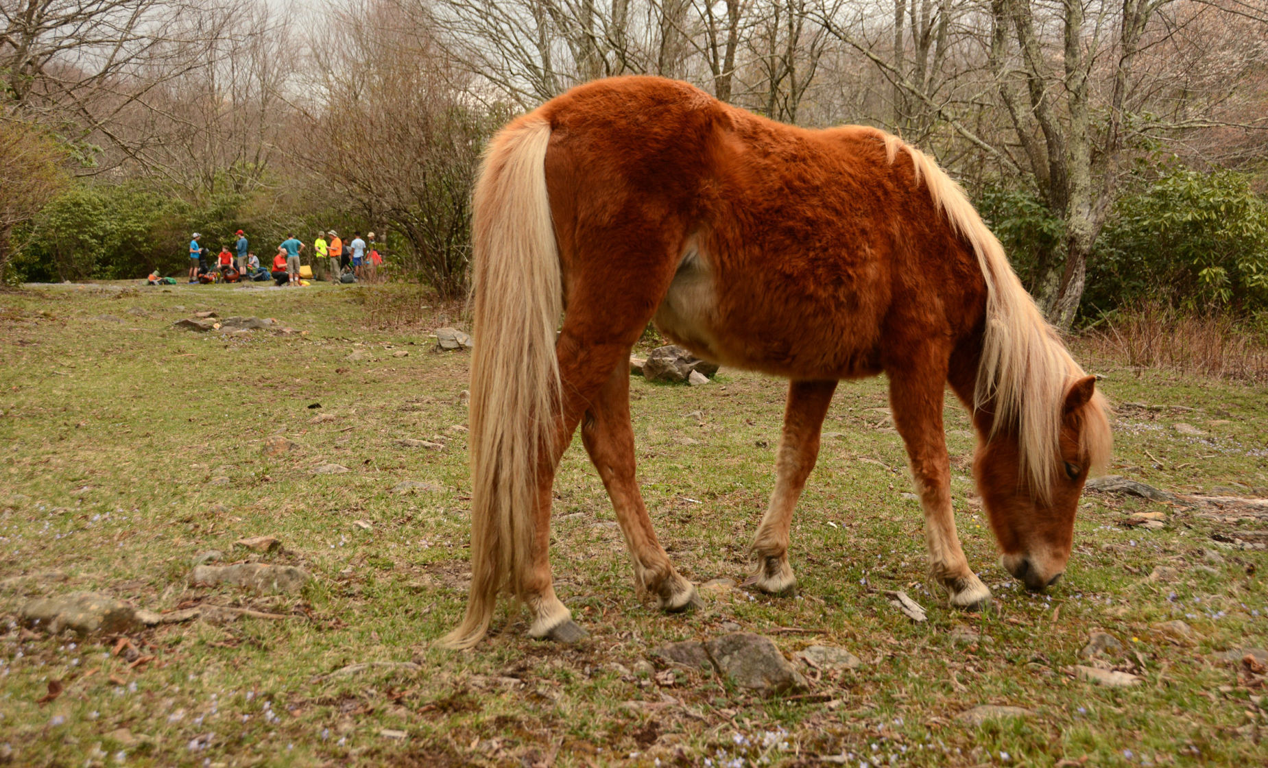 Mount Rogers National Recreation Area